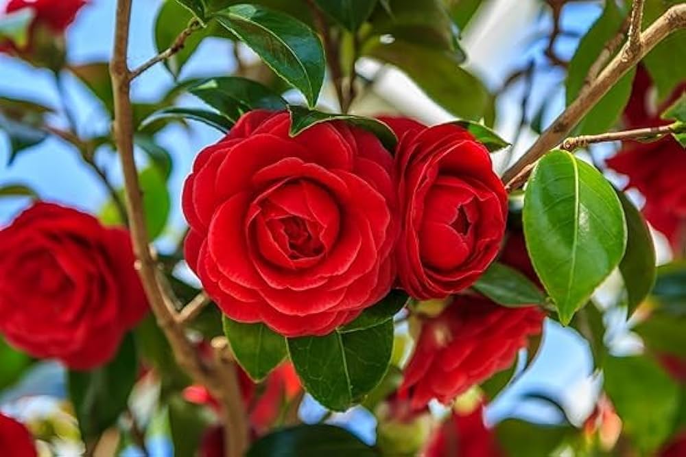 Camellia Burgundy Flower seeds for Planting - Pollinator Friendly, Heirloom & GMO Free Seeds for Home Garden
Sale for planting in home garden.