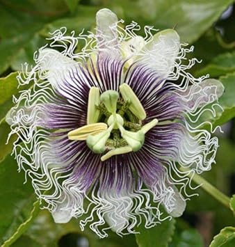 Purple Passion Flower seeds blooming in flower beds, containers, borders, and pollinator-friendly gardens