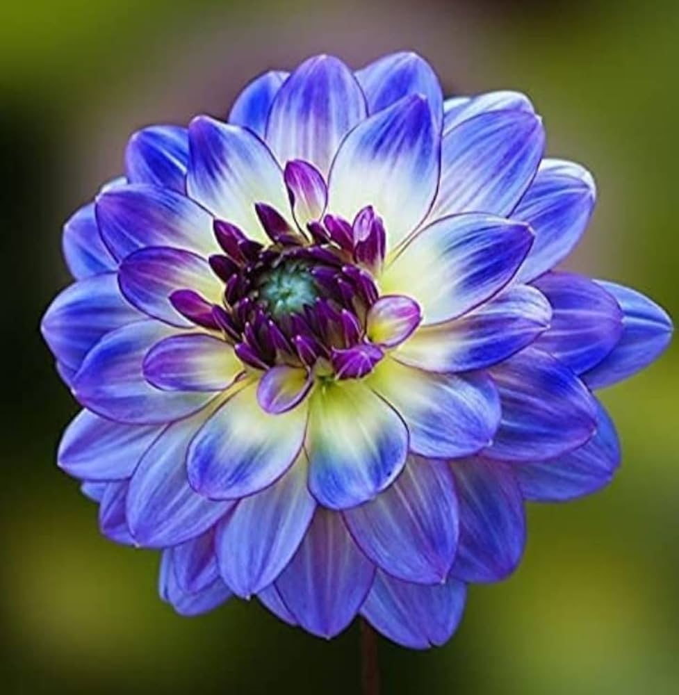Purple Blue Chrysanthemum Flower seeds blooming in flower beds, containers, borders, and pollinator-friendly gardens