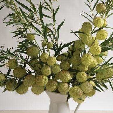 Gomphocarpus Physocarpus Seeds for Planting in Wildflower Garden & Landscape