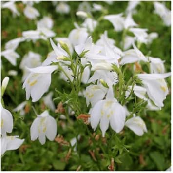 MarshFlower seeds blooming in flower beds, containers, borders, and pollinator-friendly gardens