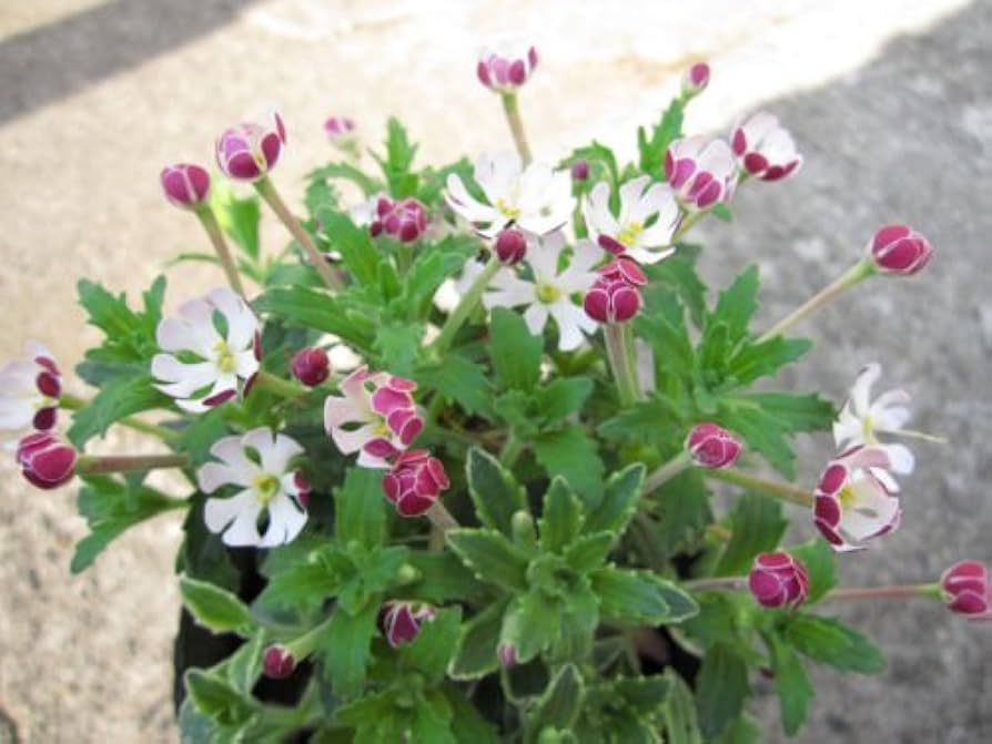 Night Blooming Zaluzianskya Phlox Flower Seeds