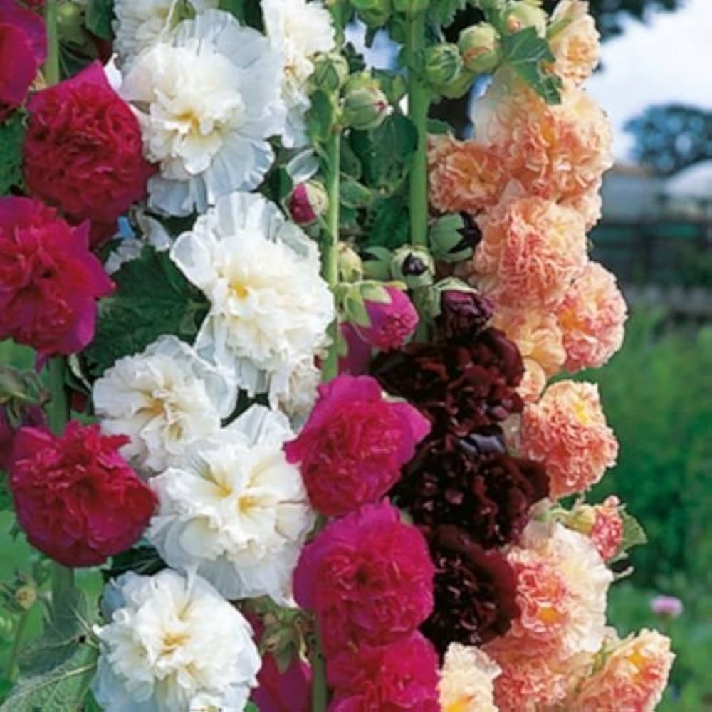 Hollyhock Seeds for Planting Alcea Rosea cottage garden flower fence