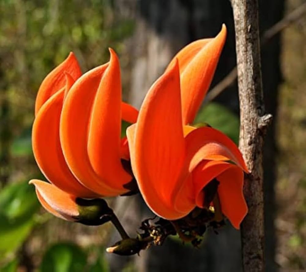 Mini Flame Lilium Brownii Plants Flower Seeds