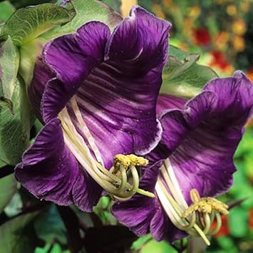 Heirloom Cobaea Flower seeds blooming in flower beds, containers, borders, and pollinator-friendly gardens