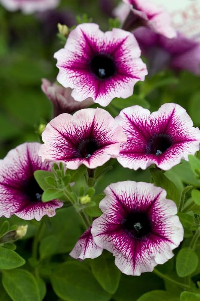 Pelletized Logro White Petunia Seeds for Showy Garden Displays