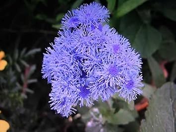 Floss Flower seeds blooming in flower beds, containers, borders, and pollinator-friendly gardens