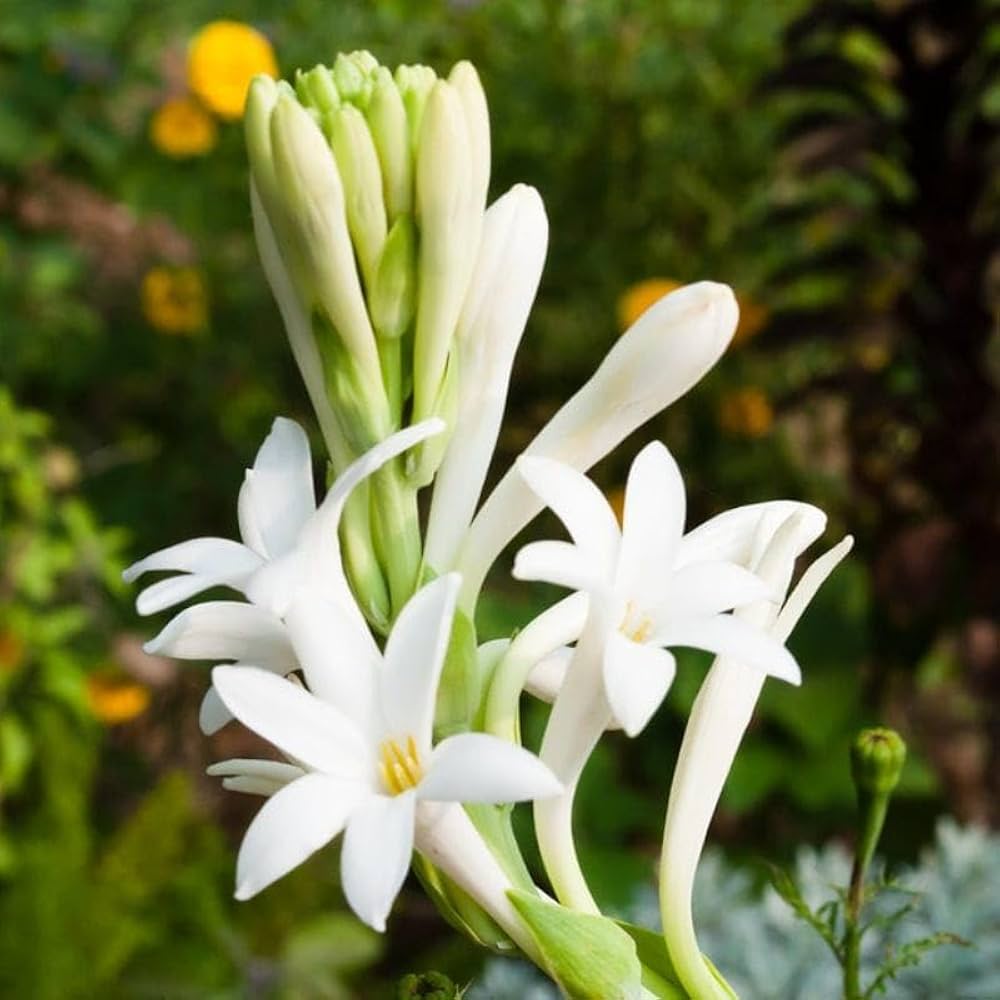 Tuberose Flower Seeds for Planting - Enchanting Fragrant Blooms for Your Garden