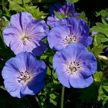 Rozanne Flower seeds for Planting - Vibrant Colors, Heirloom & GMO Free Seeds for Home Garden
Sale seeds for home garden