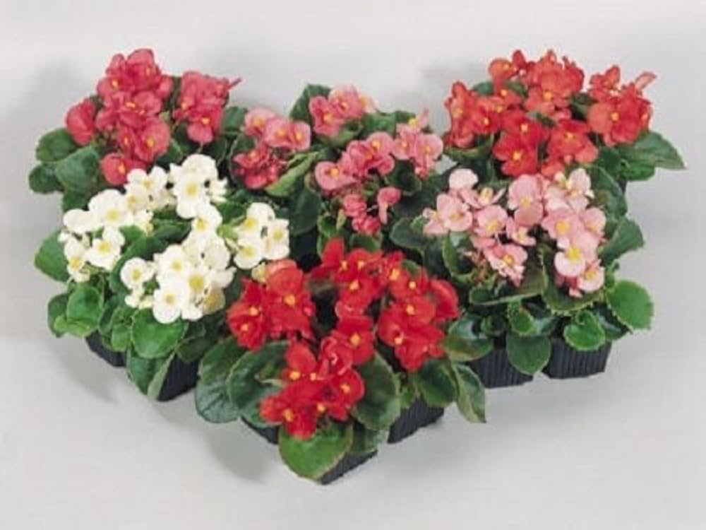 Begonia Super Olympia Rose for planting in flower bed