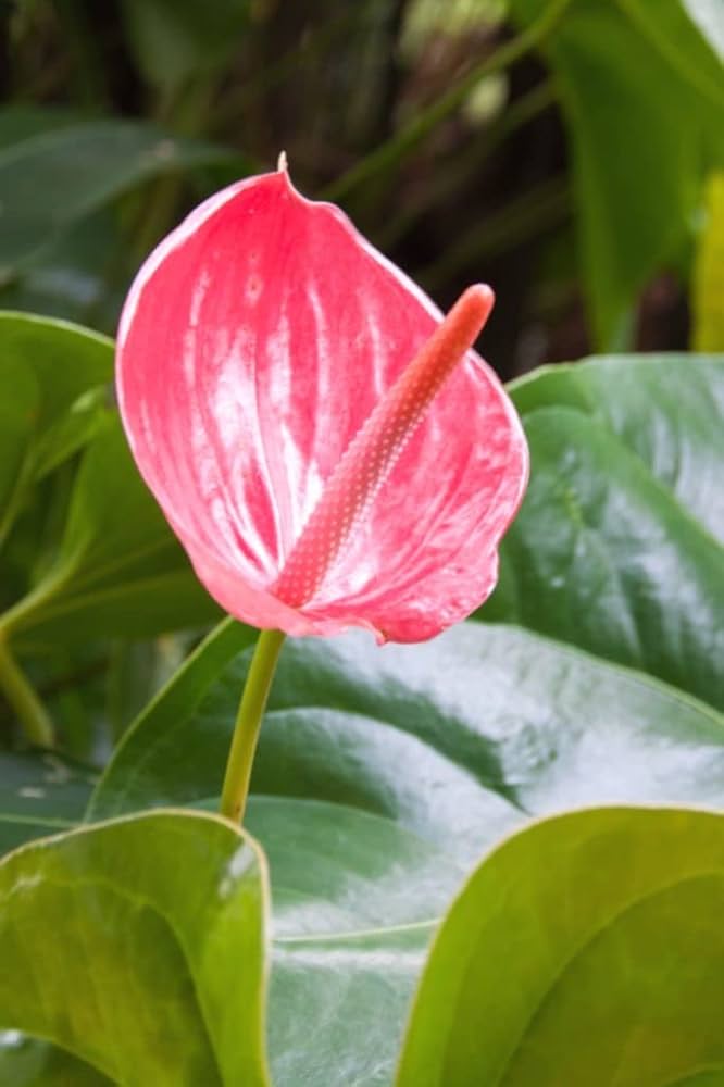 Anthurium Andraeanum Seeds (Heirloom Non-GMO Flower Seeds for Planting
Sale) seeds for home garden