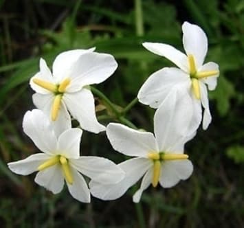 White Leucocoryne Flower seeds for Planting - Long Bloom Season, Heirloom & GMO Free Seeds for Home Garden
Sale seeds for planting in home garden