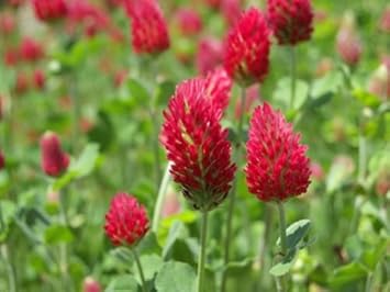 Red Clover Flower seeds for Planting - Easy to Grow, Heirloom & GMO Free Seeds for Home Garden
Sale seeds for home garden