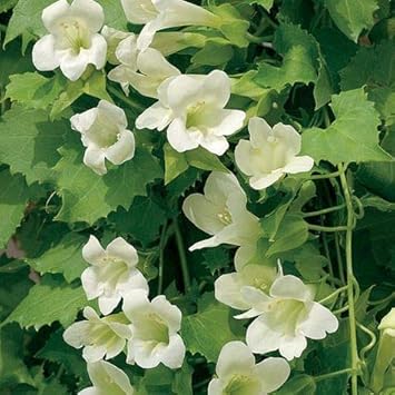 Maurandya White Lophospermum Seeds – Pollinator-Friendly Heirloom Non-GMO Flowers for Garden Planting
Sale seeds for home garden