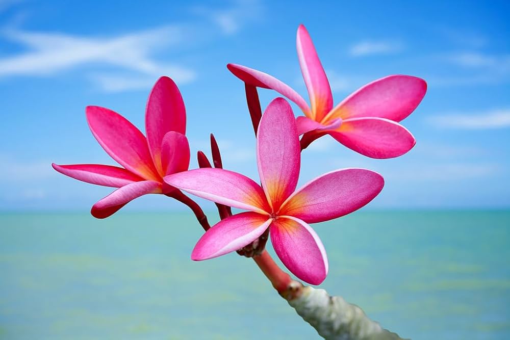 Plumeria Plumeria spp. Seeds for Planting in Tropical Garden