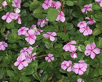 Pink Catharanthus Flower seeds blooming in flower beds, containers, borders, and pollinator-friendly gardens