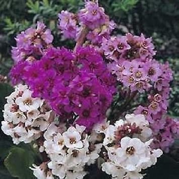 Mixed Bergenia Cordifolia Flower seeds for Planting - Compact Growth, Heirloom & GMO Free Seeds for Home Garden
Sale seeds for planting in home garden