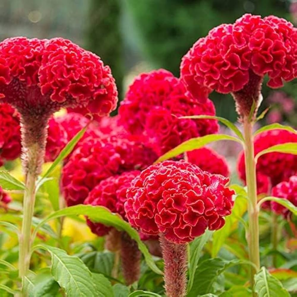 Dark Pink Celosia Seeds Flower seeds for Planting - Seasonal Bloomer, Heirloom & GMO Free Seeds for Home Garden