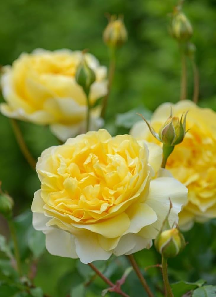 Heirloom Lemon Yellow Osiria Rose Flower Seeds for Planting Pollinator Friendly Heirloom & GMO Free Seeds for Home Garden
Sale