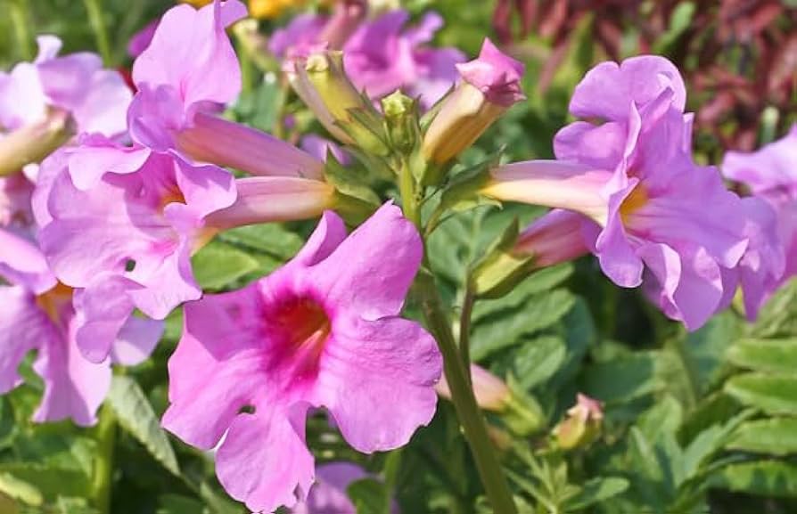 Incarvillea Delavayi Flower seeds for Planting - Shade Tolerant, Heirloom & GMO Free Seeds for Home Garden