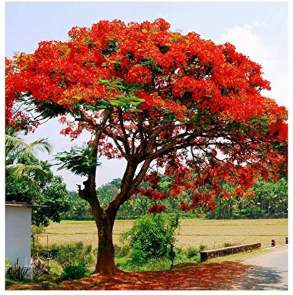 Red Bonsai Flower Seeds for Planting