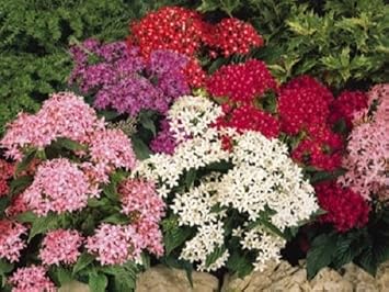 Mixed Star Pentas Flower seeds blooming in flower beds, containers, borders, and pollinator-friendly gardens