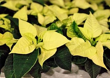 Light Yellow Poinsettia Flower seeds blooming in flower beds, containers, borders, and pollinator-friendly gardens