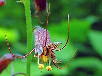 Mothers Menziesii Flower seeds blooming in flower beds, containers, borders, and pollinator-friendly gardens