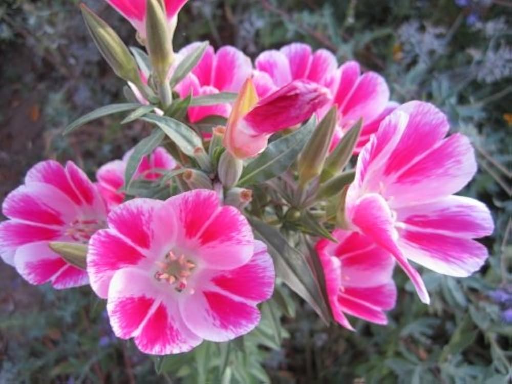 Clarkia Clarkia spp Flower Seeds for Planting in Flower Bed and Garden