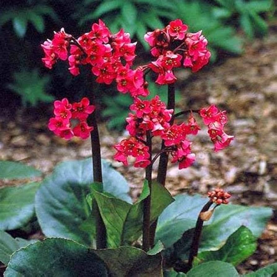 Red Bergenia Flower seeds blooming in flower beds, containers, borders, and pollinator-friendly gardens