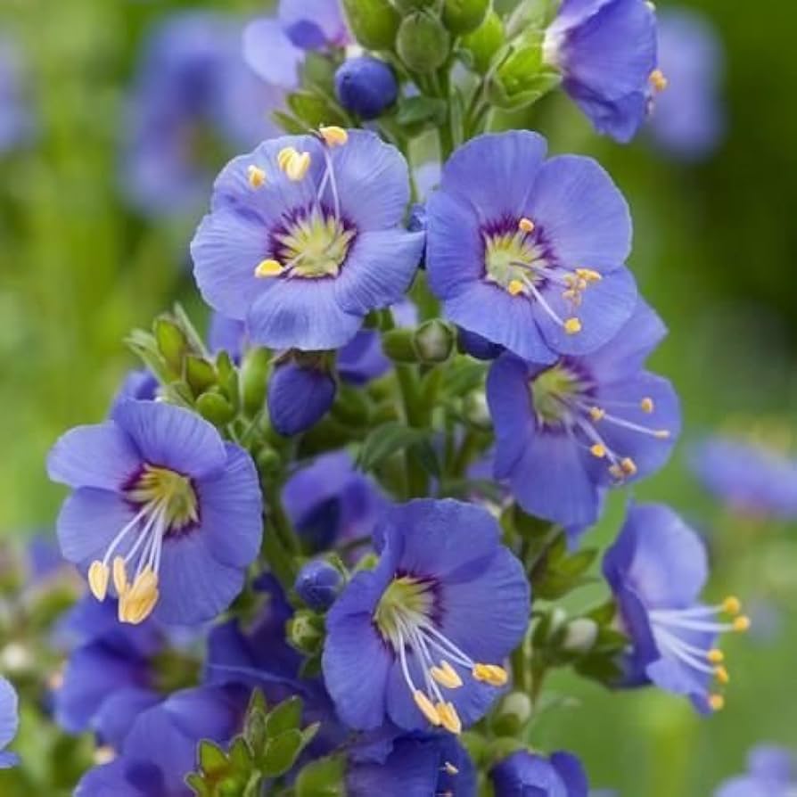 Polemonium Jacob’s Ladder Polemonium reptans Seeds for Planting - Ideal for Flower Bed & Shade Garden