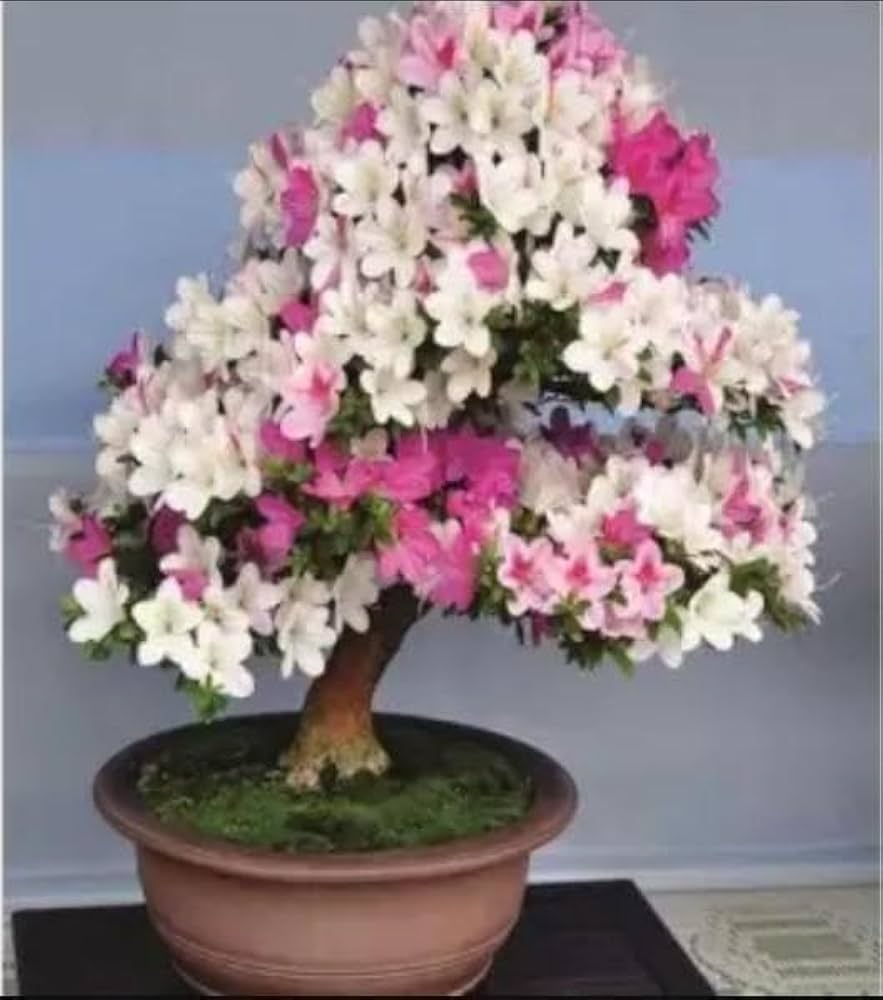 Simsii Bonsai Planting Seeds Mixed For Miniature