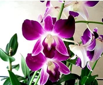 Butterfly Orchids White Violet Flower seeds for Planting - Fragrant Blossoms, Heirloom & GMO Free Seeds for Home Garden
Sale for planting in home garden.