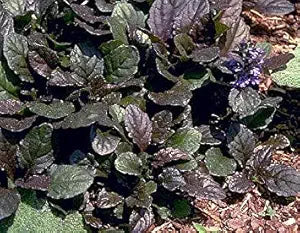 Ajuga Flower Ajuga reptans Seeds for Planting in Flower Bed & Ground Cover