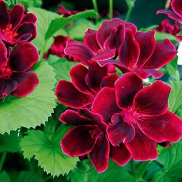 Purple Geranium Flower seeds for Planting - Premium Quality, Heirloom & GMO Free Seeds for Home Garden
Sale seeds for home garden