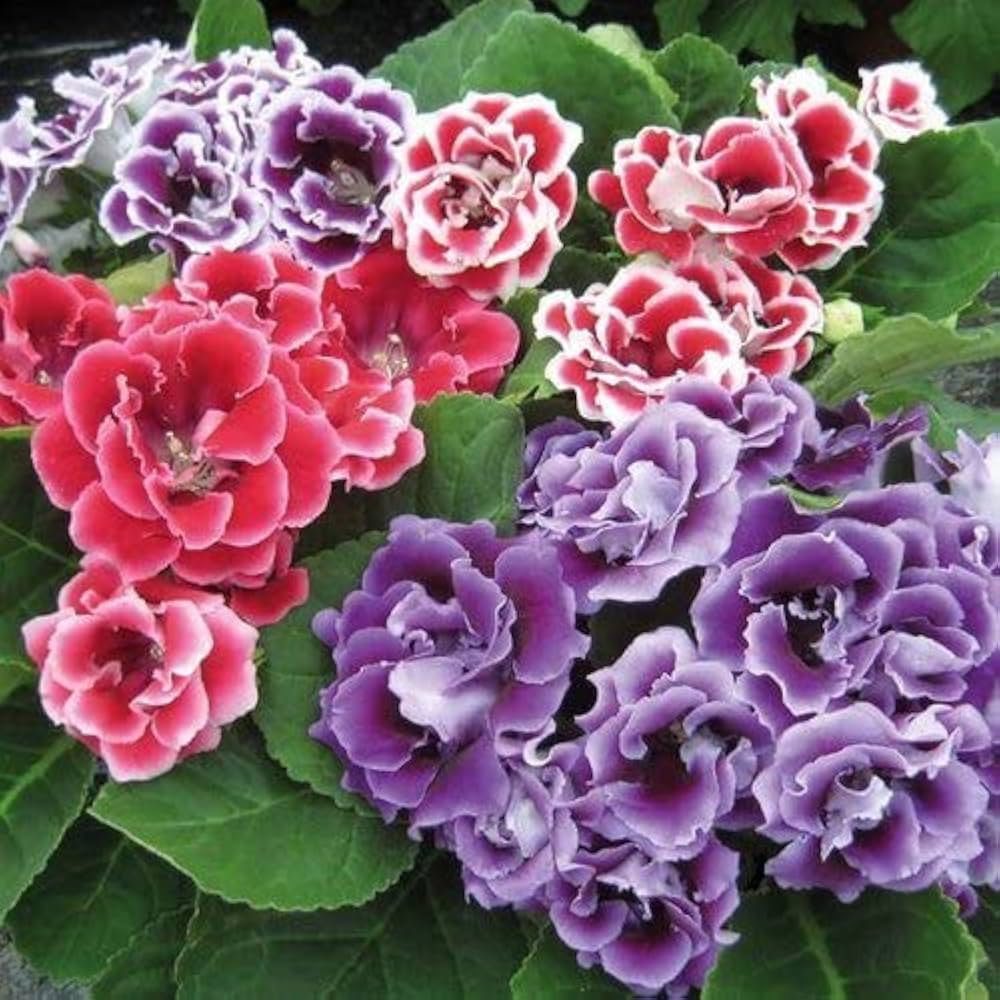Multi-Color Gloxinia Flower seeds for Planting - Cut Flower Favorite, Heirloom & GMO Free Seeds for Home Garden