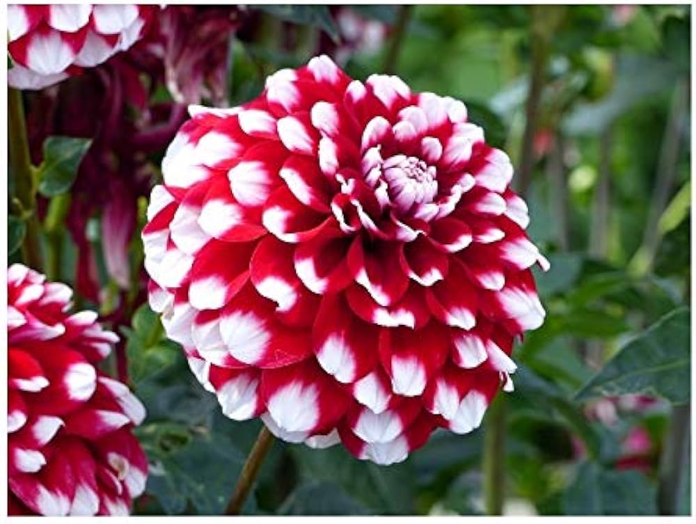 White and Red Chrysanthemum Flower seeds for Planting - Fragrant Blossoms, Heirloom & GMO Free Seeds for Home Garden