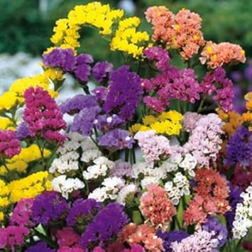 Limonium Flower seeds blooming in flower beds, containers, borders, and pollinator-friendly gardens