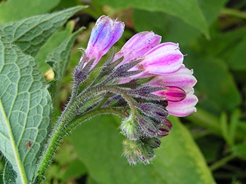 Purple Symphytum Flower seeds for Planting - Colorful Display, Heirloom & GMO Free Seeds for Home Garden