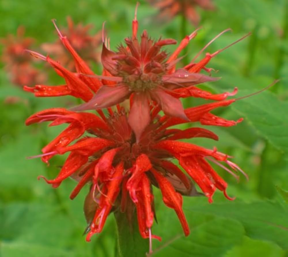 Bee Balm Monarda spp. Flower Seeds for Planting in Flower Bed
