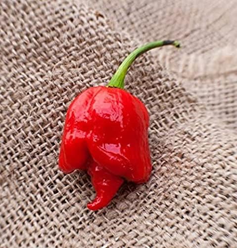 Trinidad Scorpion Butch T Pepper Seeds for Fiery Hot Peppers for Planting, Premium Vegetable Seeds | Heirloom Non-GMO