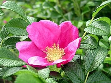 Pink Rugosa Rose Flower seeds blooming in flower beds, containers, borders, and pollinator-friendly gardens
