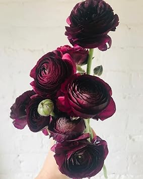 Purple Ranunculus Flower seeds for Planting Low Maintenance Heirloom & GMO Free Seeds for Home Garden
Sale for planting in home garden