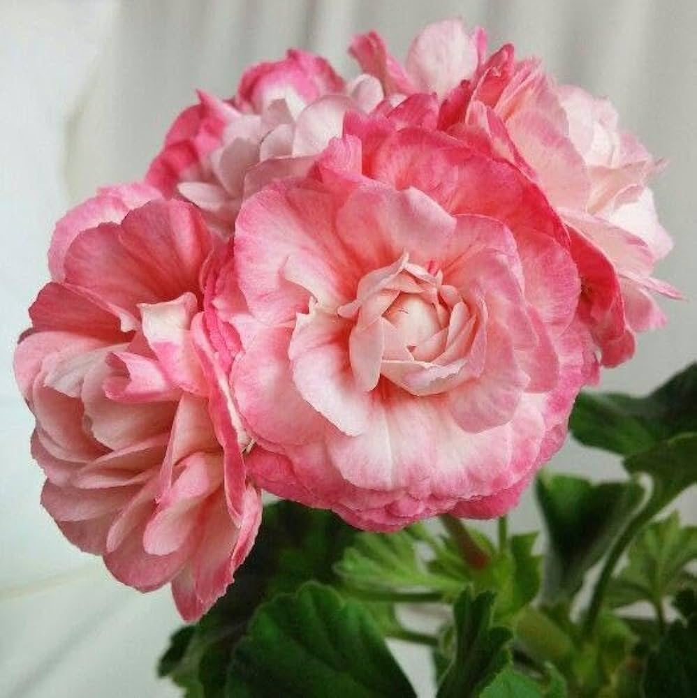 Multiple Colors Geranium Pelargonium Hortorum Seeds growing in home gardens, containers, raised beds, and outdoor landscapes