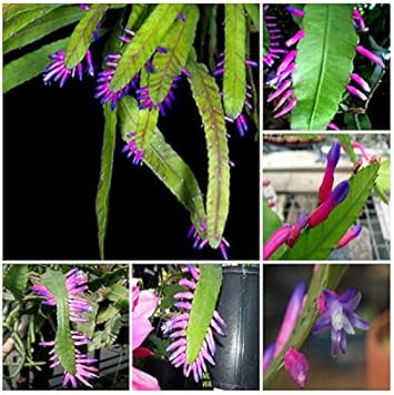 Green Wittia Amazonica Flower seeds blooming in flower beds, containers, borders, and pollinator-friendly gardens