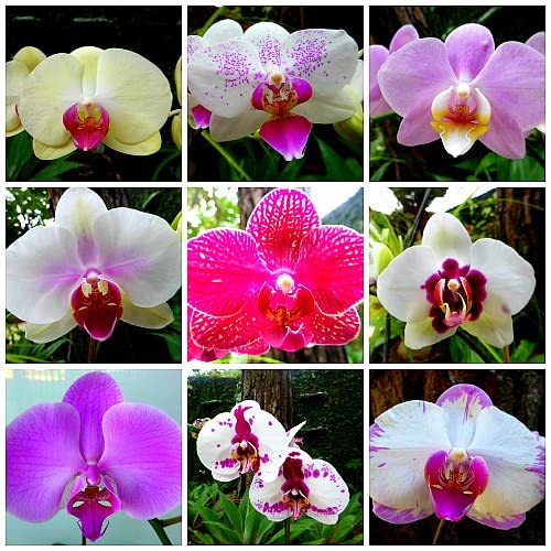 Mixed Phalaenopsis Orchid Flower Seeds Flower seeds for Planting Fragrant Blossoms Heirloom & GMO Free Seeds for Home Garden
Sale for planting in home garden