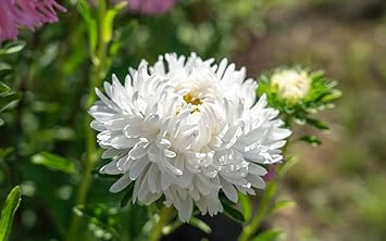 Light Blue Nezabudka Flower Seeds for Planting Bright Blooms Heirloom & GMO Free Seeds for Home Garden
Sale for planting in home garden