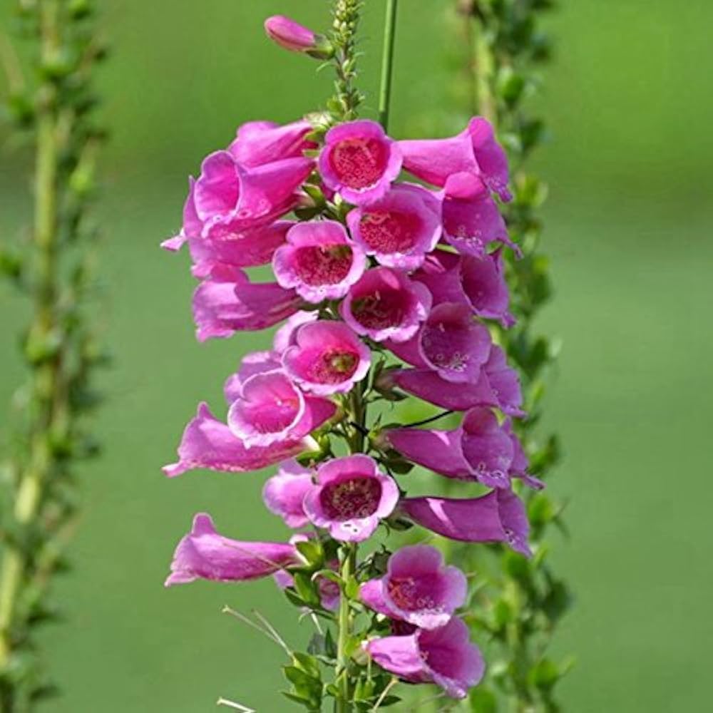 Digitalis Flower seeds for Planting - Shade Tolerant, Heirloom & GMO Free Seeds for Home Garden