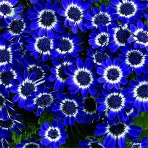 Blue-eyed daisy flower seeds from Evergrowseeds, showcasing vibrant blue petals and green foliage, ideal for wildflower gardens.