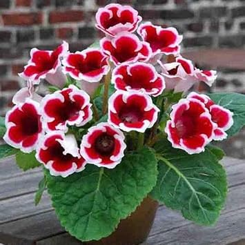 Red & White Gloxinia Flower seeds blooming in flower beds, containers, borders, and pollinator-friendly gardens